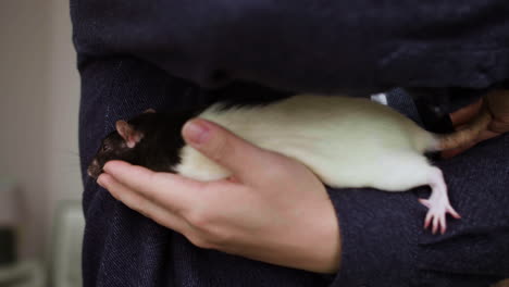 man playing with rats