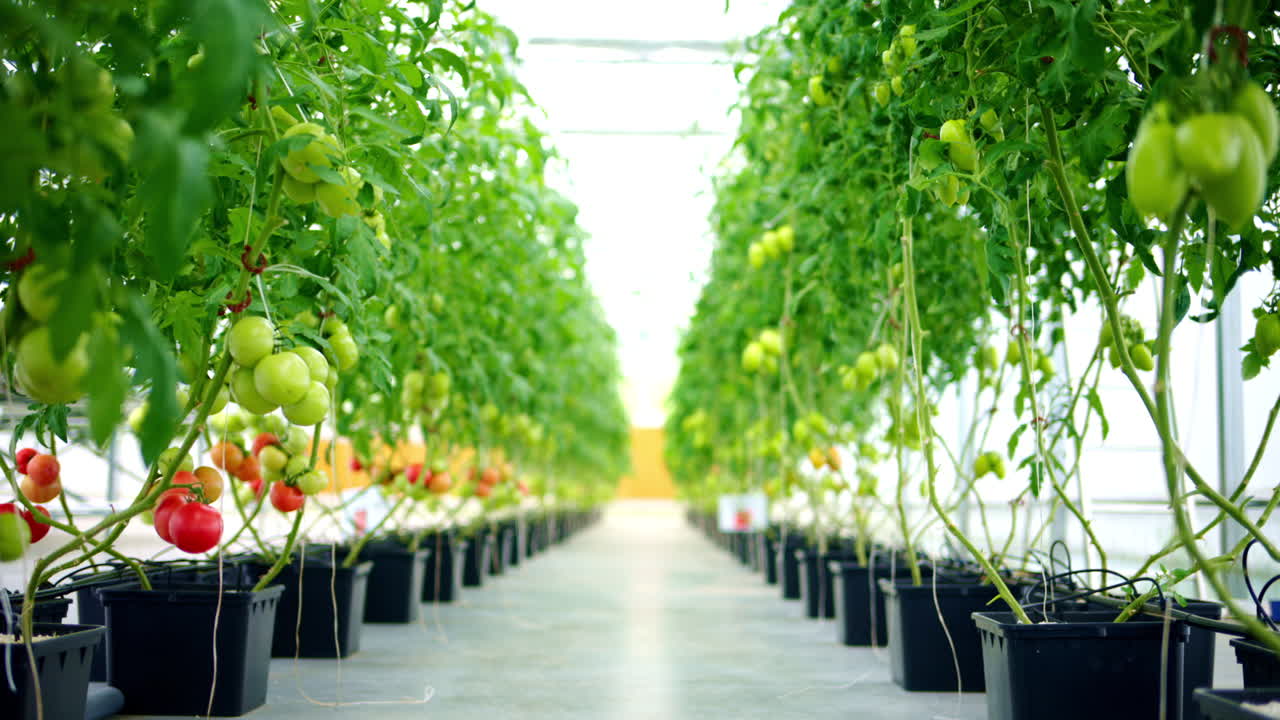 Rows of tomatoes growing in a greenhouse