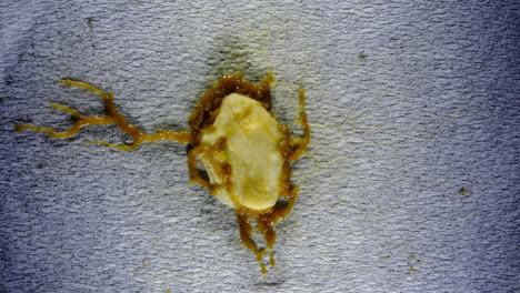 macro view of a physarum slime mold on a textured surface