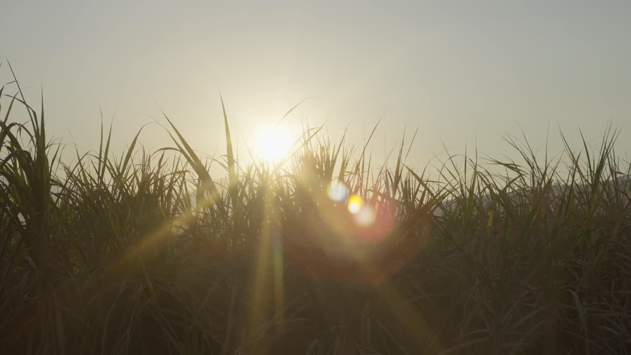 SLOW MOTION SHOT OF SUGAR CANE PLANTATION IN THE EARLY MORNING WITH THE SUN FROM BEHIND