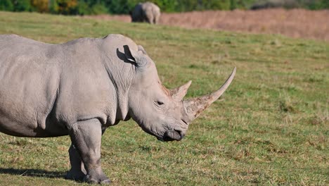 Nördliches-Breitmaulnashorn-Profil,-Kopfdrehung-Mit-Großem-Horn