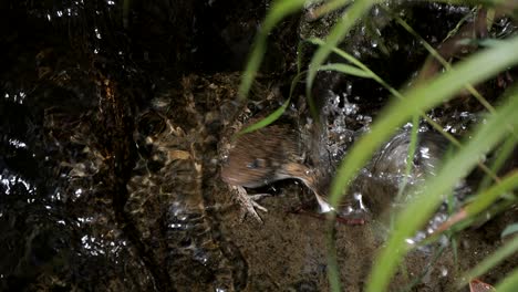 a frog in the river gets startled and hops away