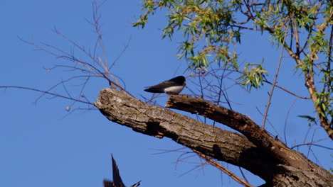 super slow motion capture of purple martins soaring and twisting through the spring air.