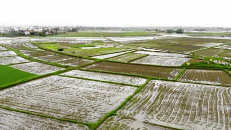 Volando-Sobre-Un-Campo-De-Arroz-En-Hoi-An,-Vietnam---Toma-Aérea-De-Drones