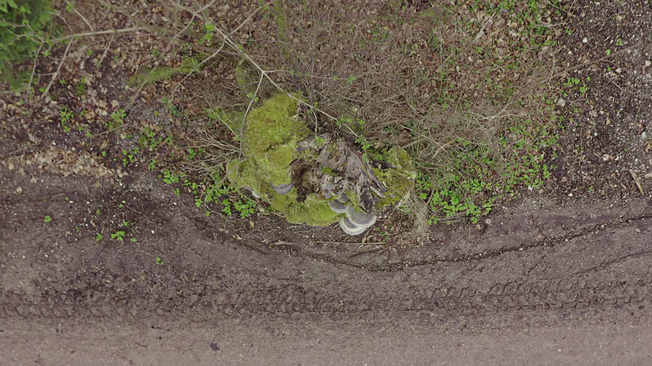 setas en crecimiento en un tronco de árbol alto - tiro de cohete, volando junto a una carretera rural