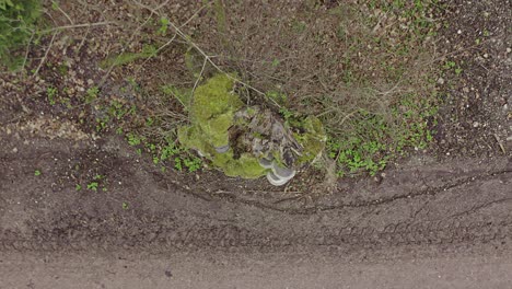 Setas-En-Crecimiento-En-Un-Tronco-De-árbol-Alto---Tiro-De-Cohete,-Volando-Junto-A-Una-Carretera-Rural