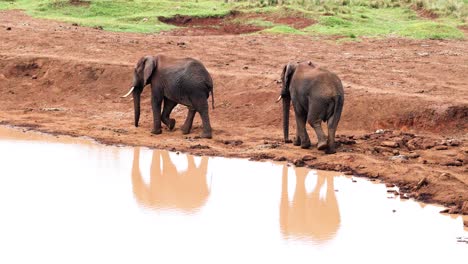 Dos-Elefantes-Africanos-Caminando-Por-La-Orilla-Del-Abrevadero-En-El-Parque-Nacional-Aberdare-En-Kenia