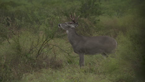 Venado-Cola-Blanca-En-Texas