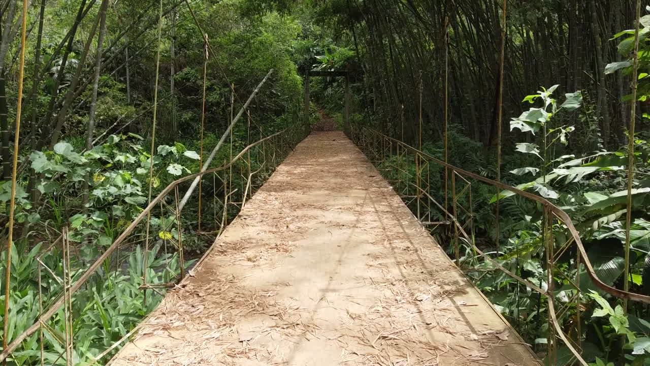 A suspension bridge pathway through a dense bamboo jungle