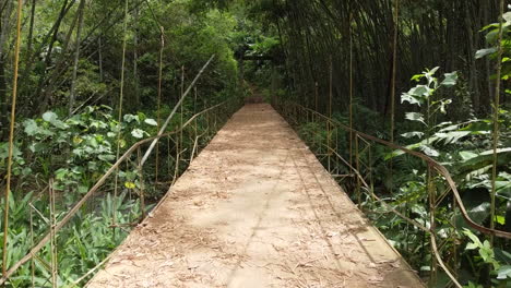 a suspension bridge pathway through a dense bamboo jungle