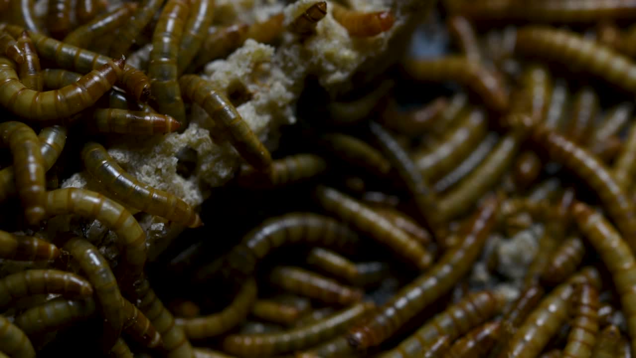 el gusano de la harina es una especie de escarabajo oscuro que se usa para alimentar mascotas como peces, serpientes, pájaros y ranas