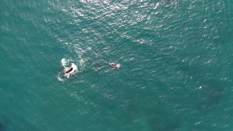 Wal-Schwimmt-Neben-Einem-Felsen