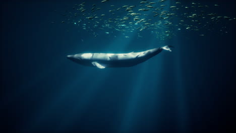 whale swimming underwater