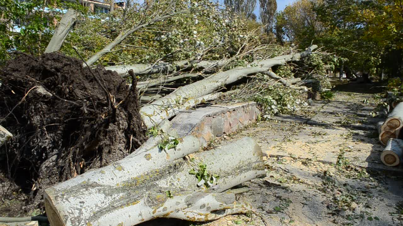 The broken trees after a hurricane. Shooting of consequences of a hurricane