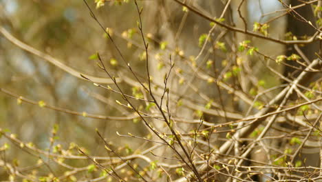 Golden-Gekröntes-Kinglet,-Das-Die-Mobilfunkbandbreite-Im-Algonquin-Provincial-Park-überlebt