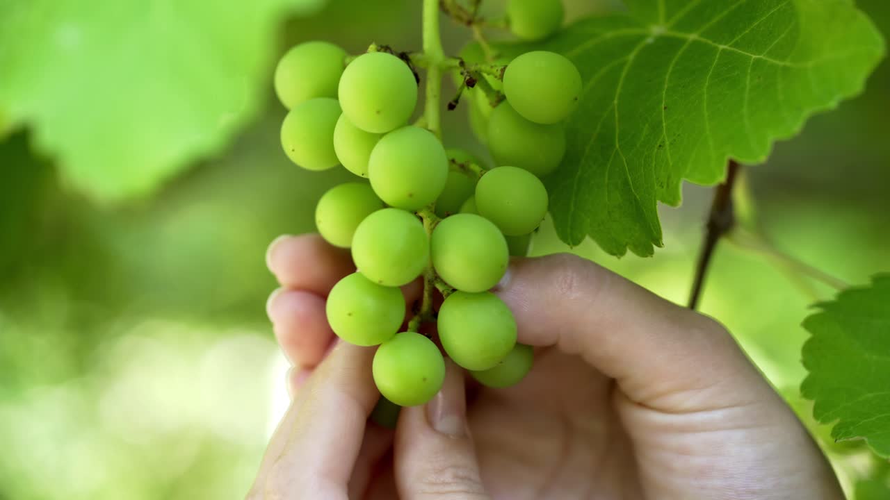Bunch of unripe grapes hanging on a vine. Picking grapes on farm. Vineyard close up
