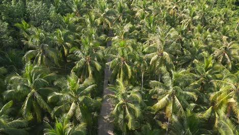 Scooter-En-La-Carretera-A-Través-De-La-Plantación-De-Palmeras