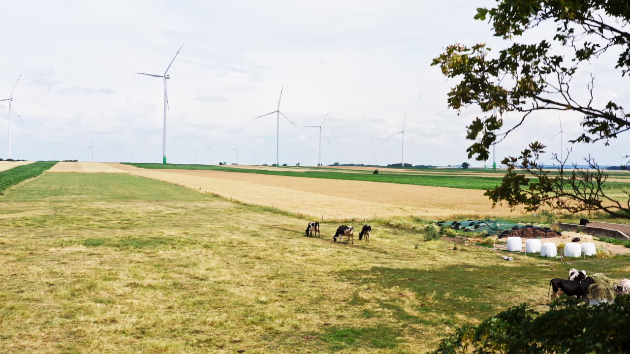 Holstein Friesians And Wind Turbines - Dairy Cows In The Pasture Near The Wind Farm. - aerial shot