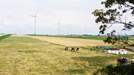holstein friesians and wind turbines - dairy cows in the pasture near the wind farm. - aerial shot