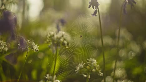 spider web in a meadow