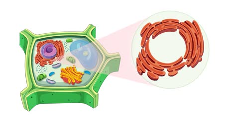 animation of plant cell anatomy focusing on the endoplasmic reticulum with detailed transitions and vibrant colors