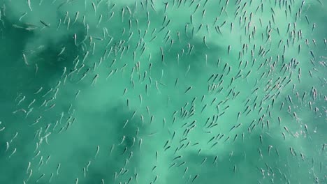 un grupo de peces pequeños nadando en el agua turquesa del océano en camariñas, españa.