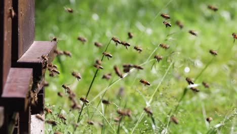 swarms of bees at the hive entrance in a densely populated honey bee in slow motion