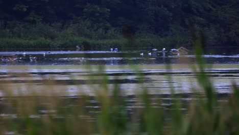 Heron-bird-flys-low-on-the-water-with-family-of-avians-behind-high-grass