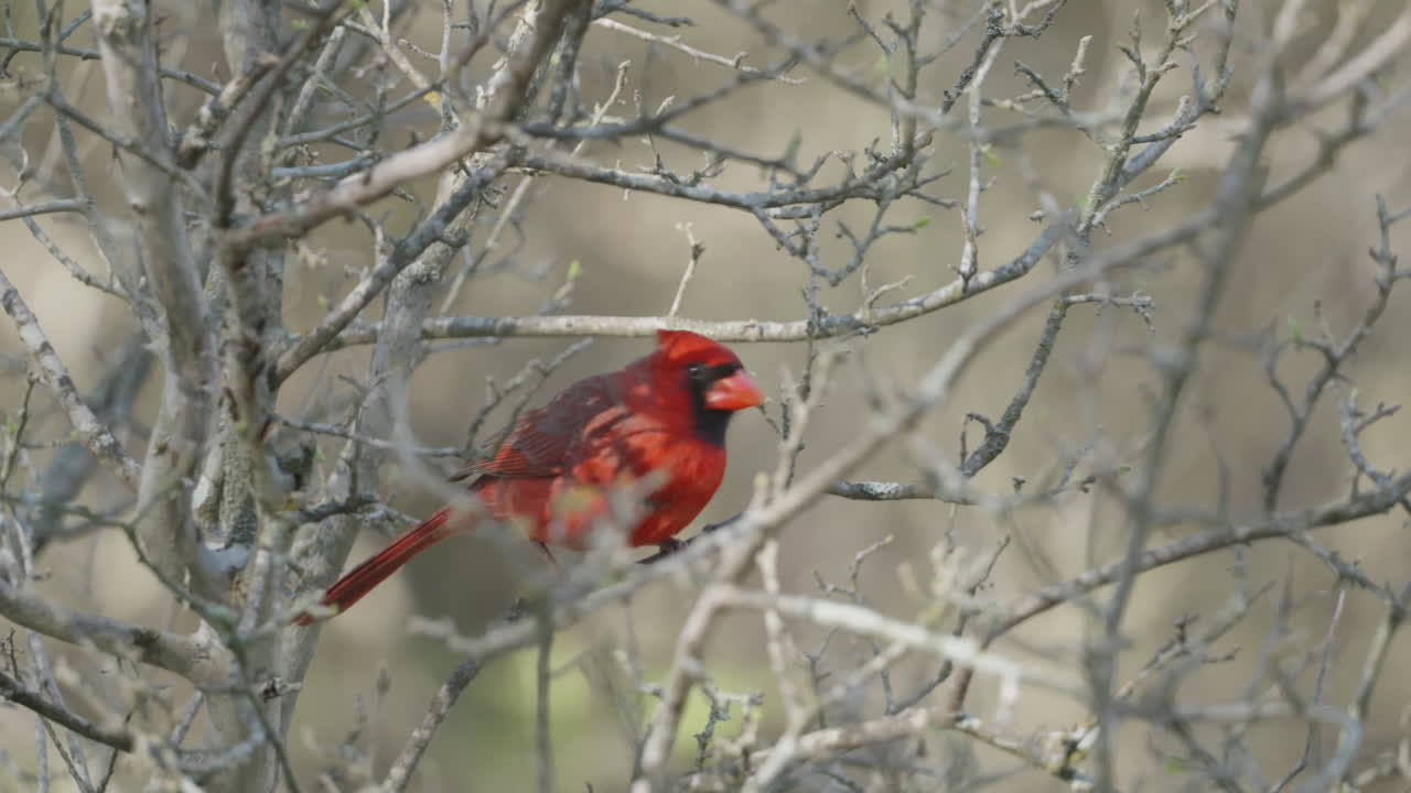A male Northern Cardinal perches in leafless branches and hops away - Cardinalis cardinalis