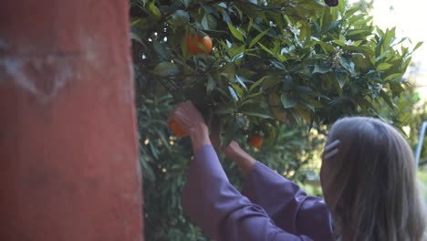 mujer recogiendo naranjas de un árbol en un jardín