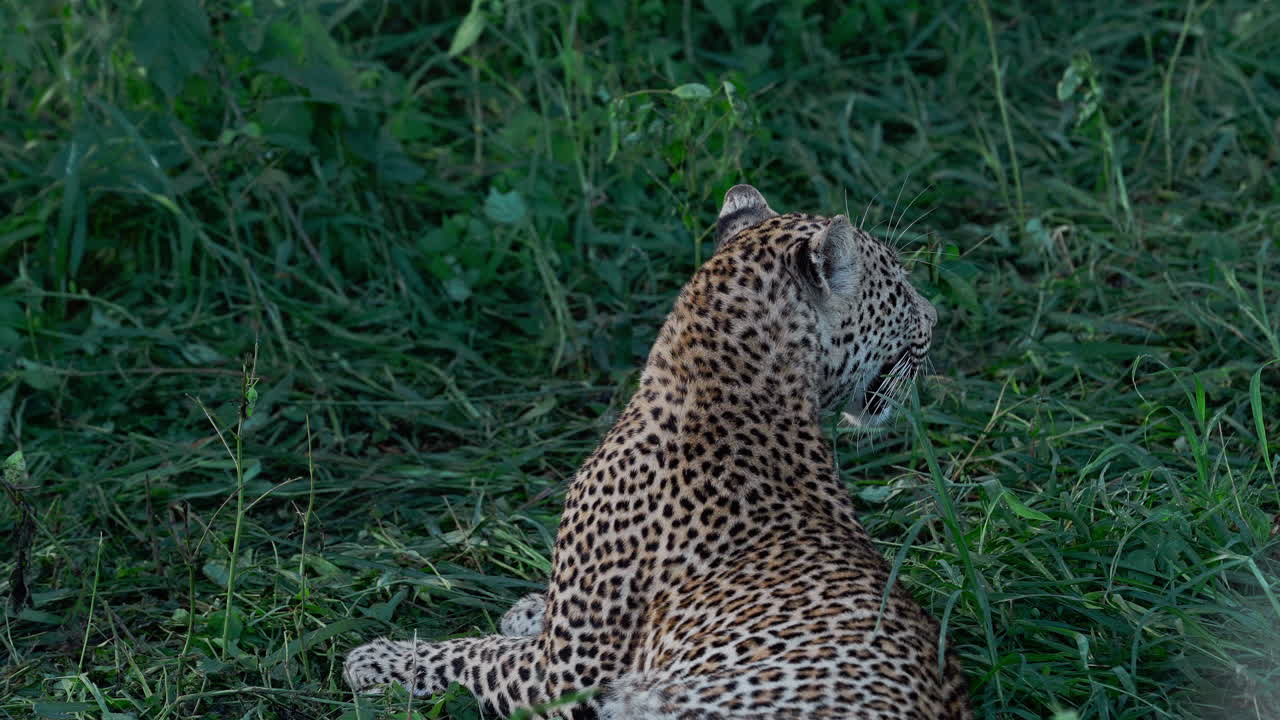 leopardo en la hierba