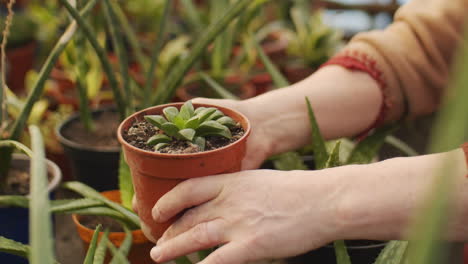 male hands holding succulent plant in greenhouse