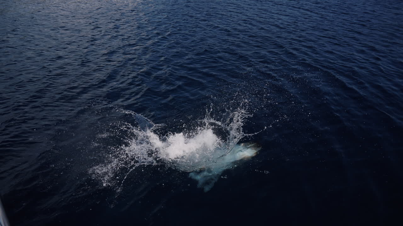 Woman Diving into the Ocean from a Yacht
