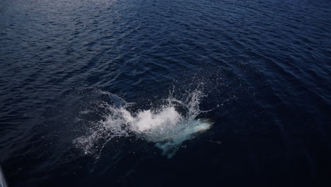 woman diving into the ocean from a yacht