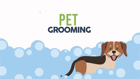 cute pet grooming bath time animation