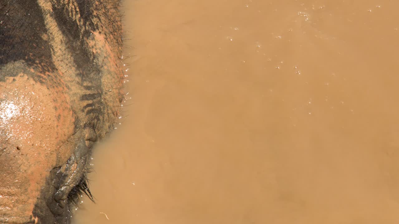 Extreme close up shot of an Asian elephant's head and trunk submerged in muddy water