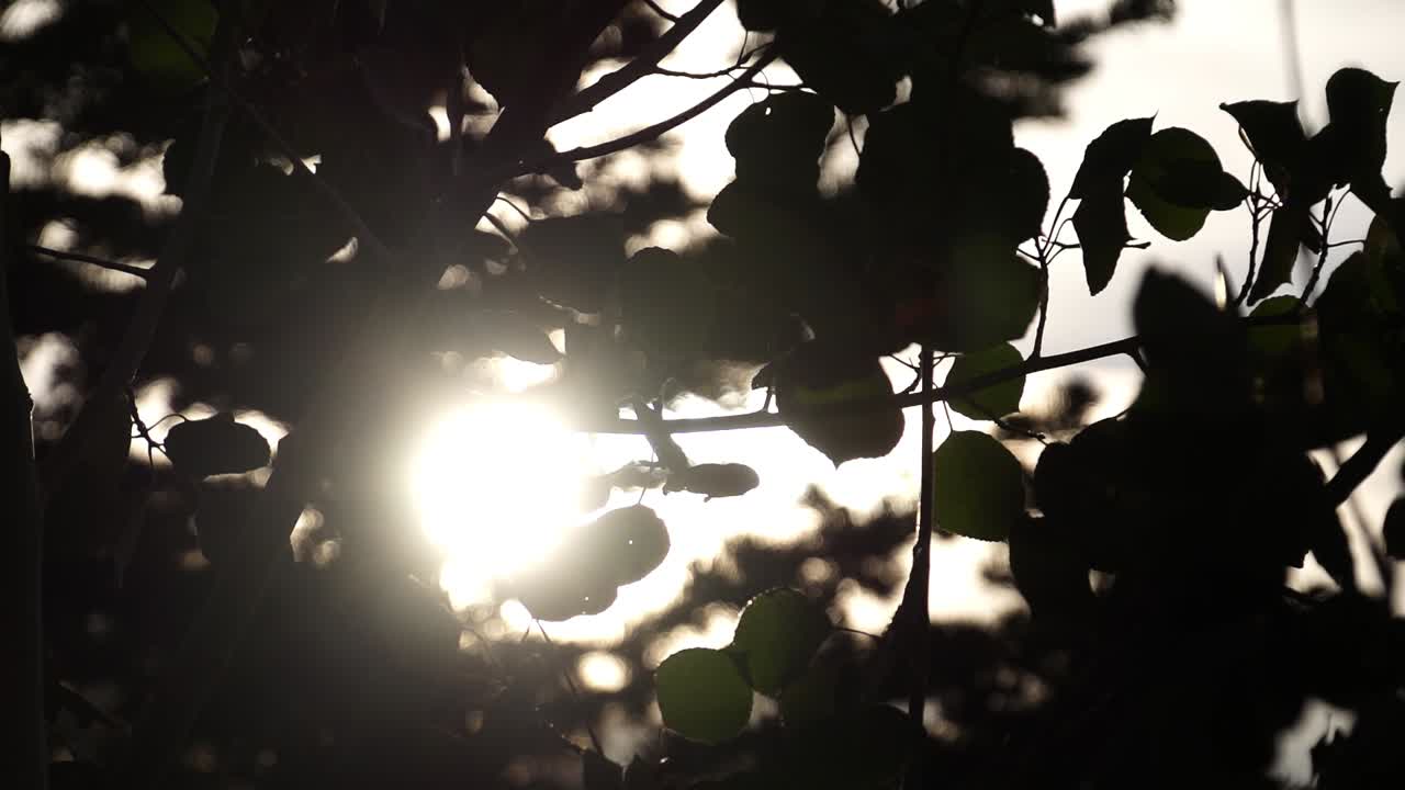 Slow Motion Pan of Aspen Tree Branches Blowing in Wind with Sunset Flare