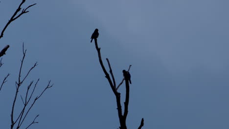 silueta de 2 pájaros pequeños en ramas sin hojas