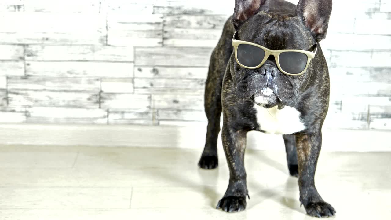 안경을 고 서 있는 프랑스 불도그