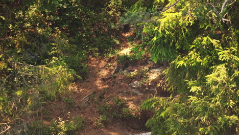 Cervatillo-De-Corzo-Manchado-De-Bebé-Se-Desliza-En-La-Colina-Del-Bosque-Y-Se-Aleja,-Hora-Dorada