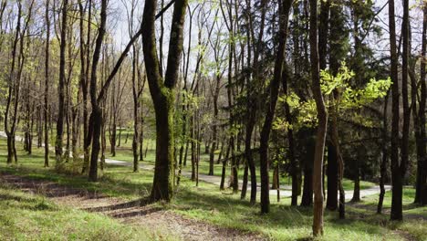 leaves falling from tall trees of park on a beautiful tranquil day with clear sky, empty park path through green grass