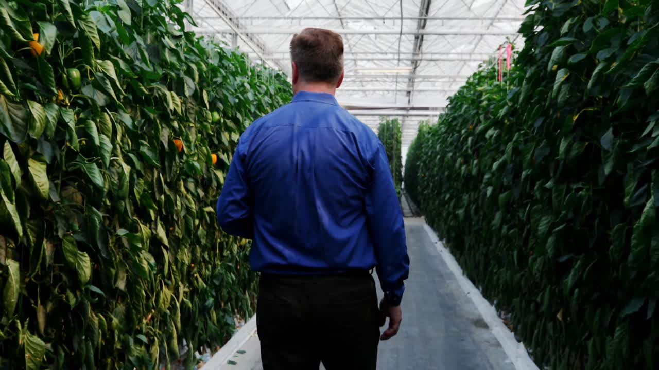 hombre examinando plantas en el invernadero 4k