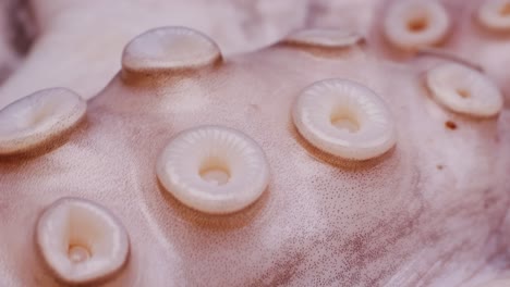close-up view of octopus tentacles