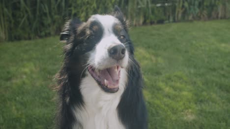 An-Australian-shepherd-sitting-in-the-garden-and-barking-on-a-sunny-day