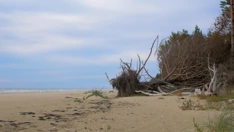 idyllic view of empty baltic sea coastline, steep seashore dunes damaged by waves, white sand beach, broken pine trees with dead roots, coastal erosion, climate changes, low angle wide shot