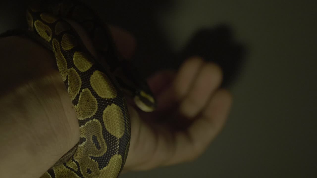 손 주위를 움직이는 아기 피톤