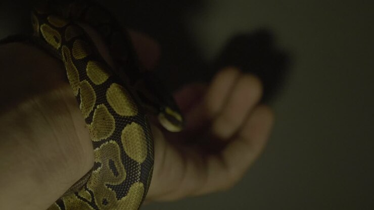 Baby Python bevæger sig rundt om hænder.