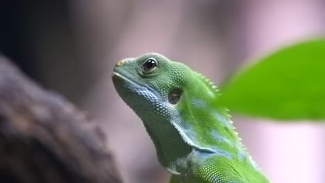 brachylophus fasciatus fuji banded iguana sticking its tongue out - close up, side view shot