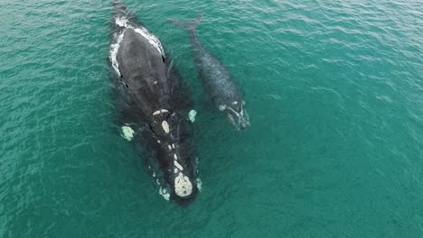 Mother-and-calf-of-southern-right-whales-breathing-together-in-shalow-clear-waters-of-patagonian-sea-drone-frontal-shot-slowmotion