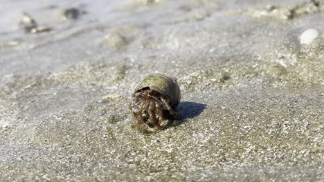 Hermit-crab-on-a-wet-sandy-beach-cleaning-itself-then-hiding-in-its-shell,-bright-sunlight
